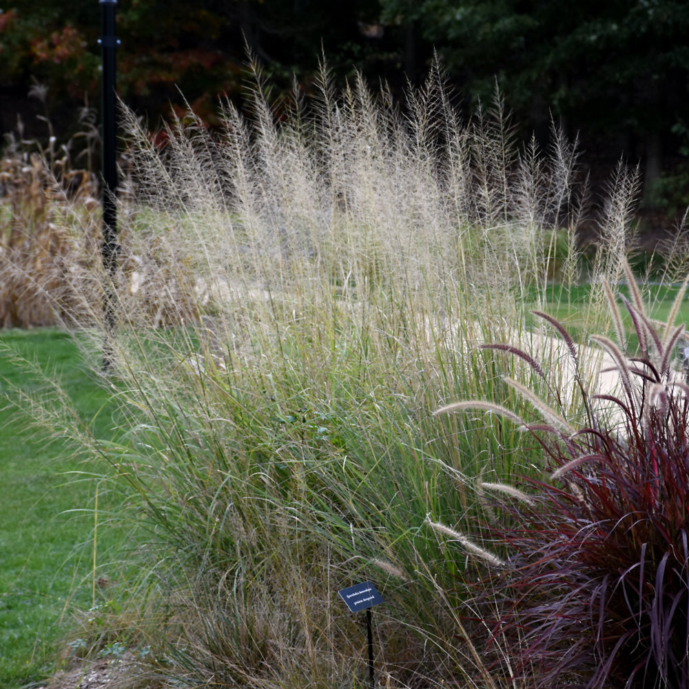 Prairie Dropseed