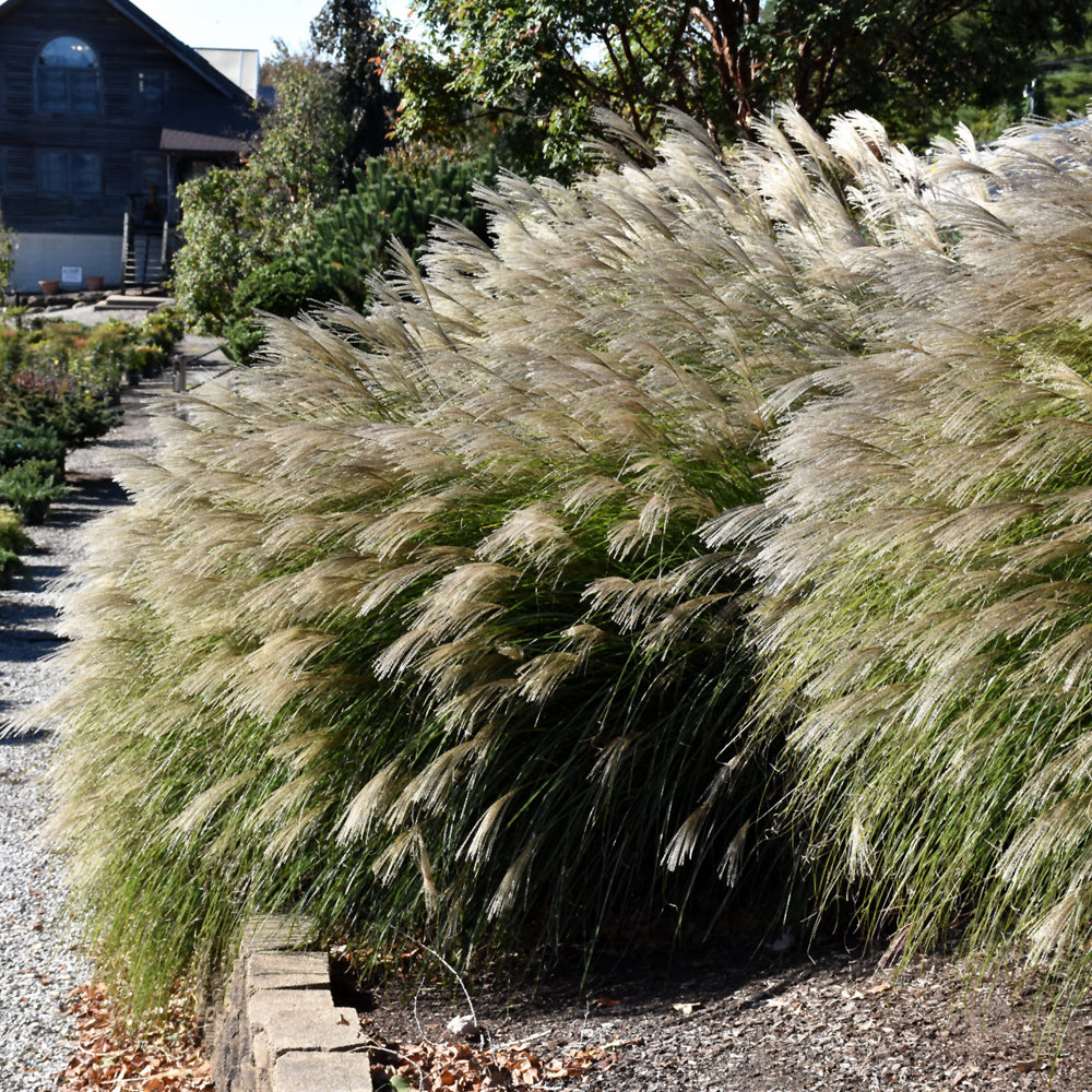 Miscanthus sinensis 'Gracillimus'