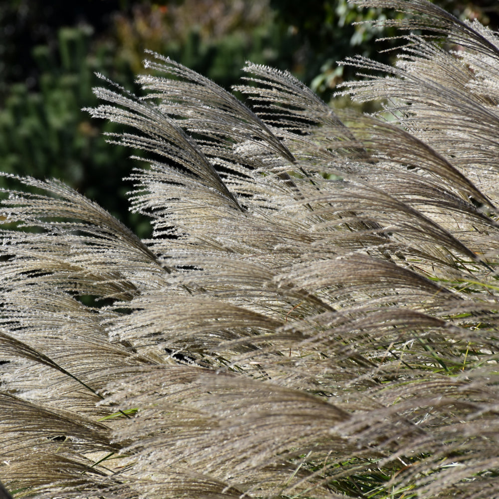 Gracillimus Maiden Grass