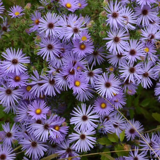 Symphyotrichum oblongifolium 'October Skies'