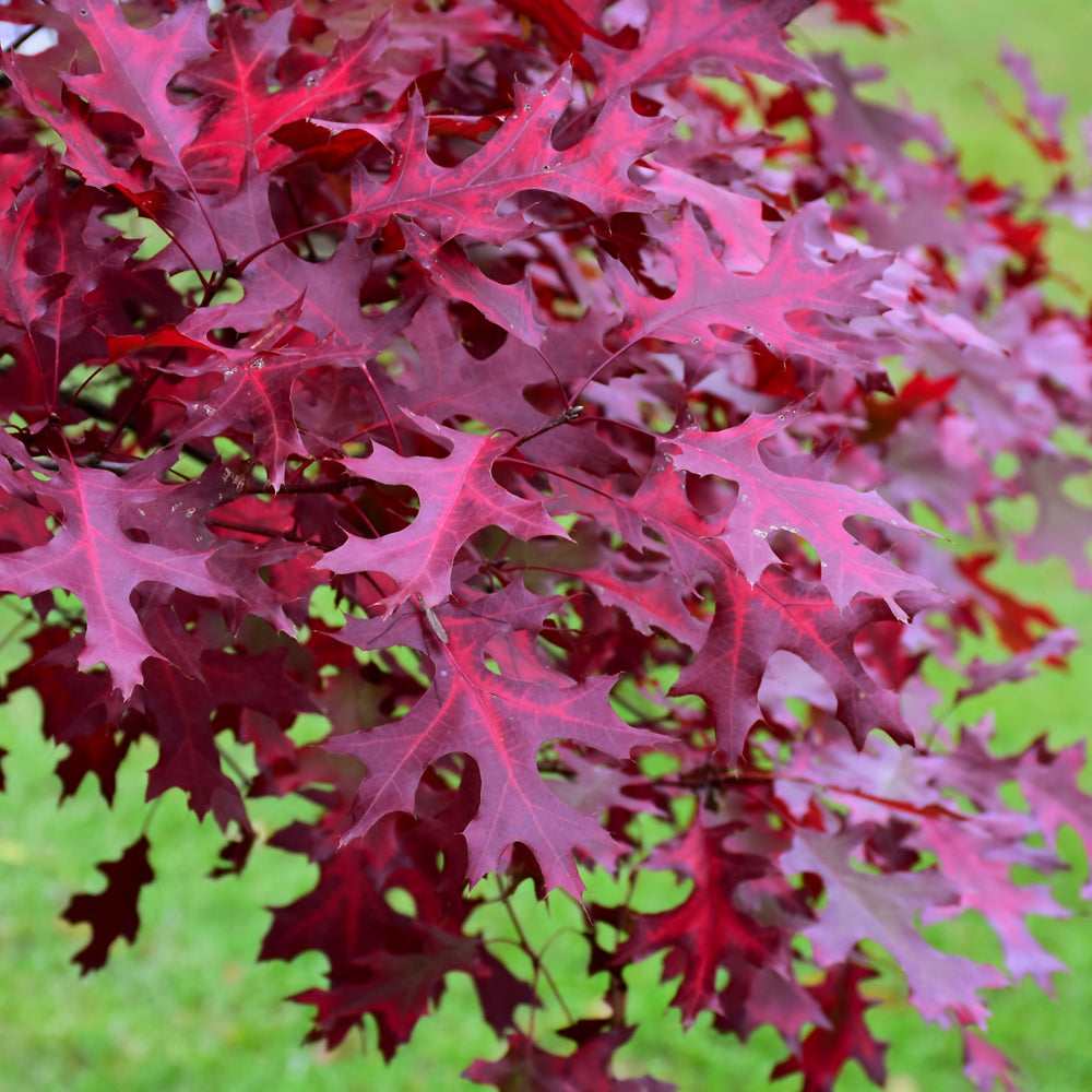 Scarlet Oak