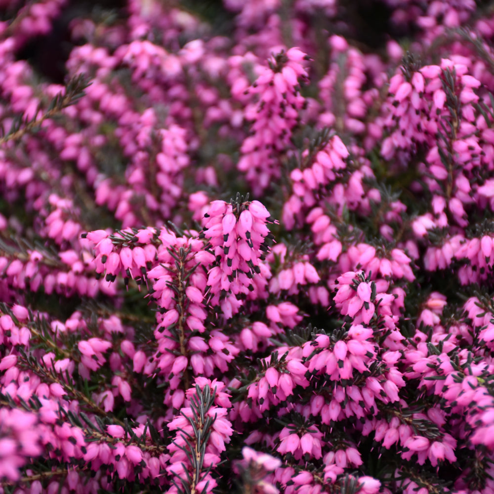 Erica carnea 'Kramer's Red'