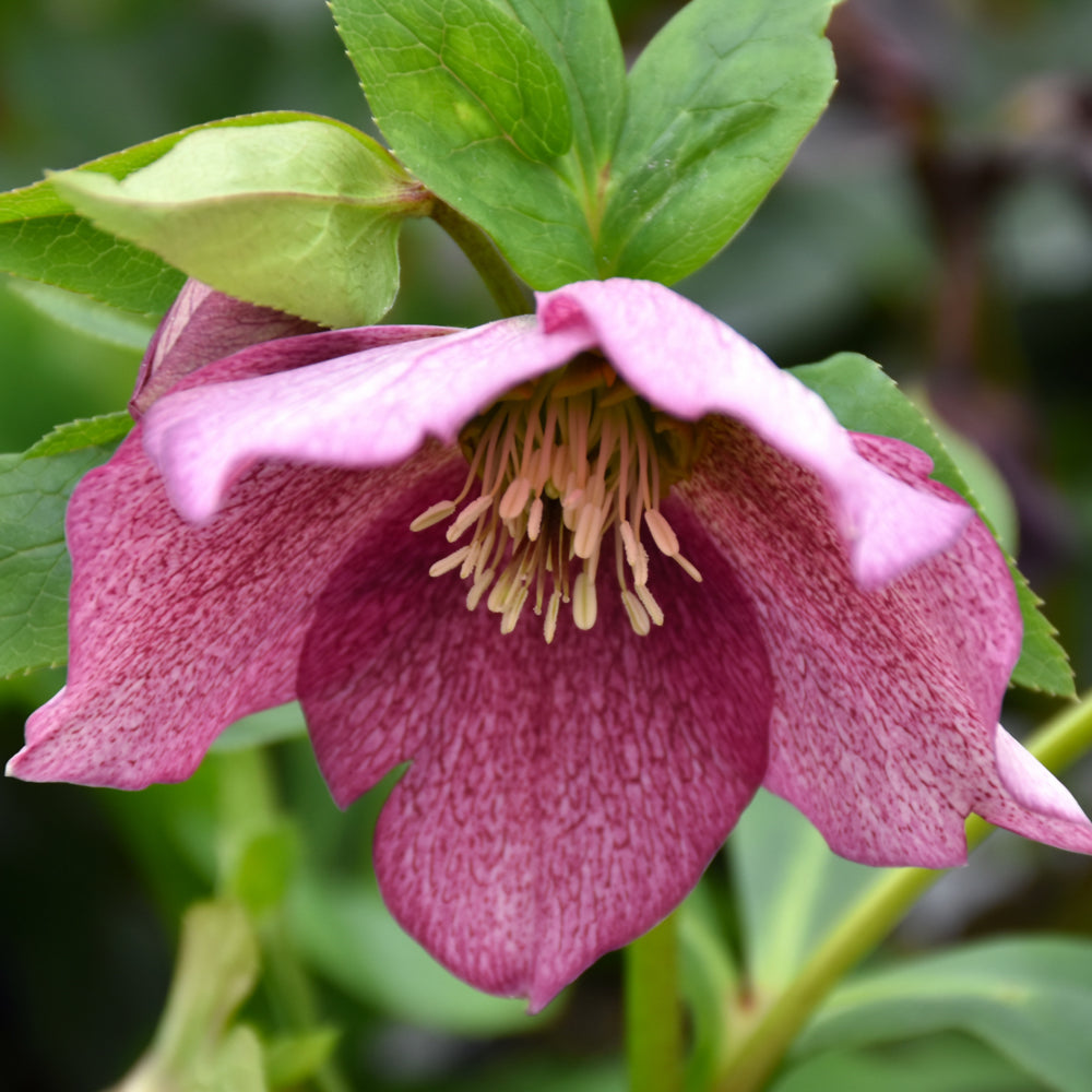 Royal Heritage Hellebore