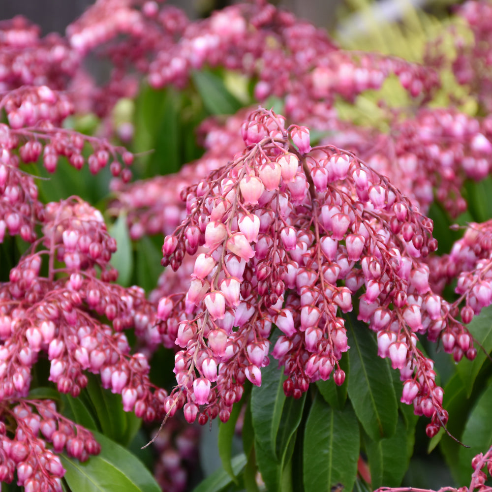 Pieris japonica 'Katsura'