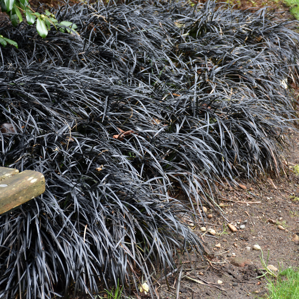 Ophiopogon planiscapus 'Nigrescens'