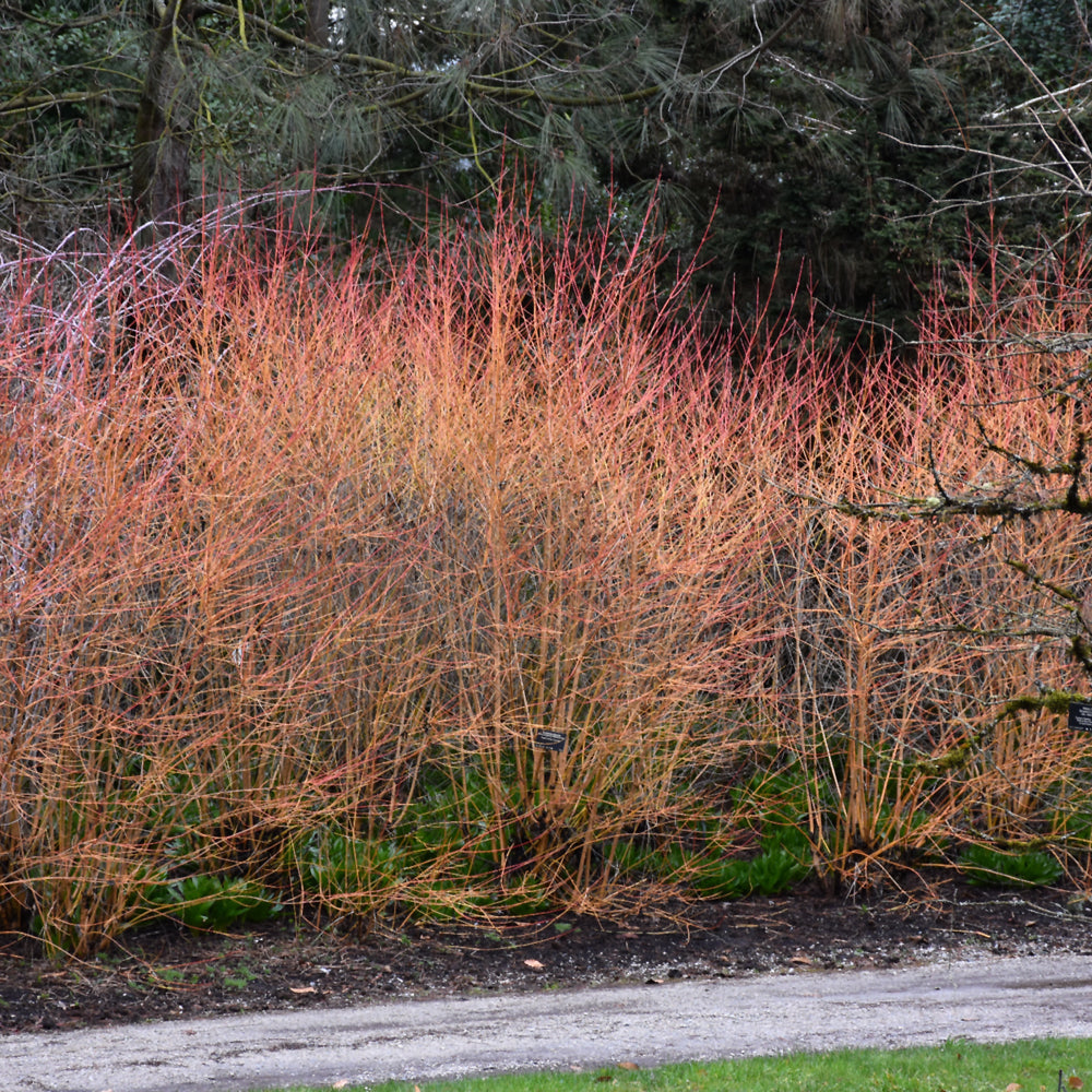 Midwinter Fire Dogwood