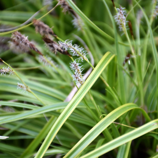 Carex oshimensis 'Everlime'