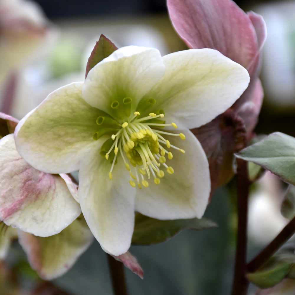 Ivory Prince Hellebore