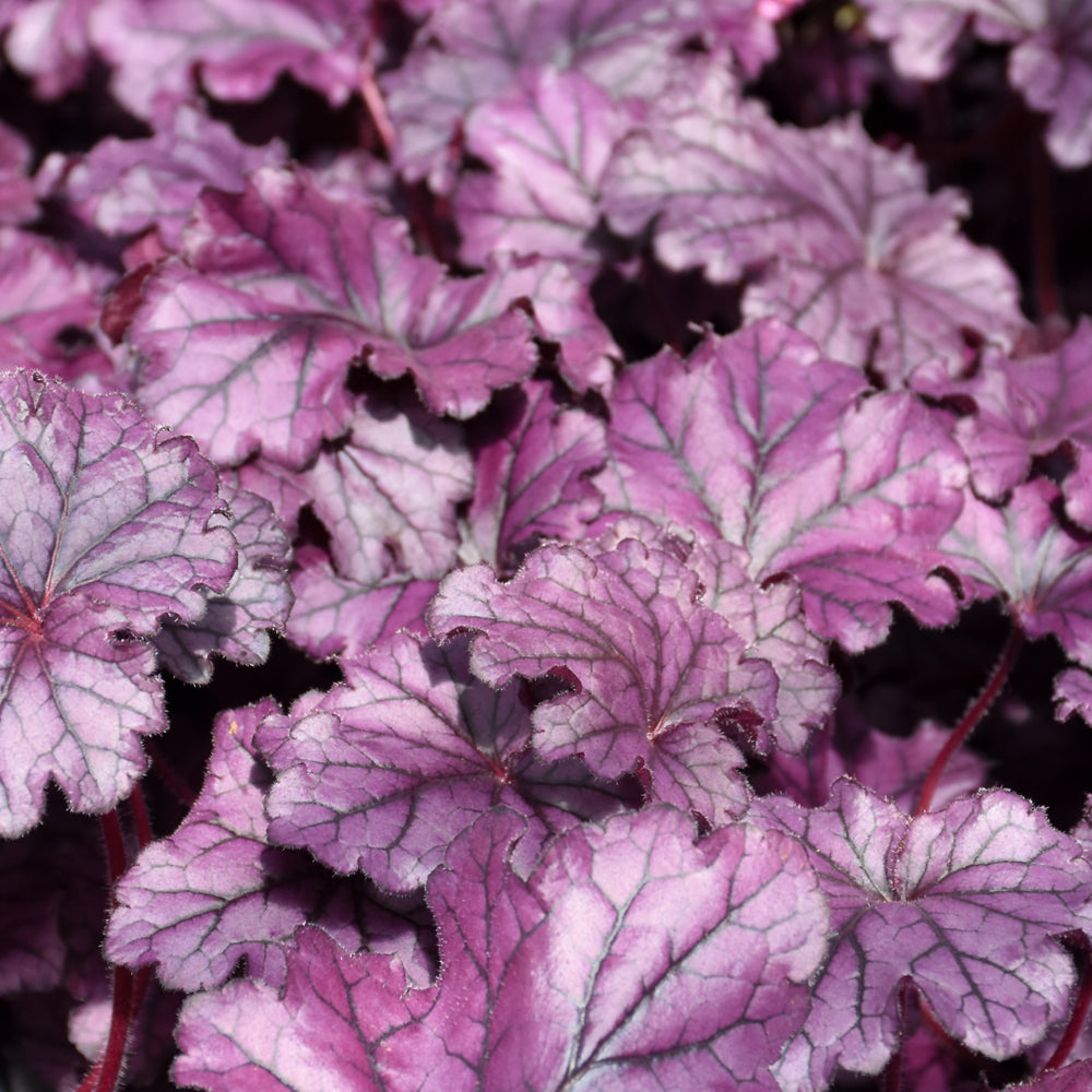Heuchera 'Forever Purple'