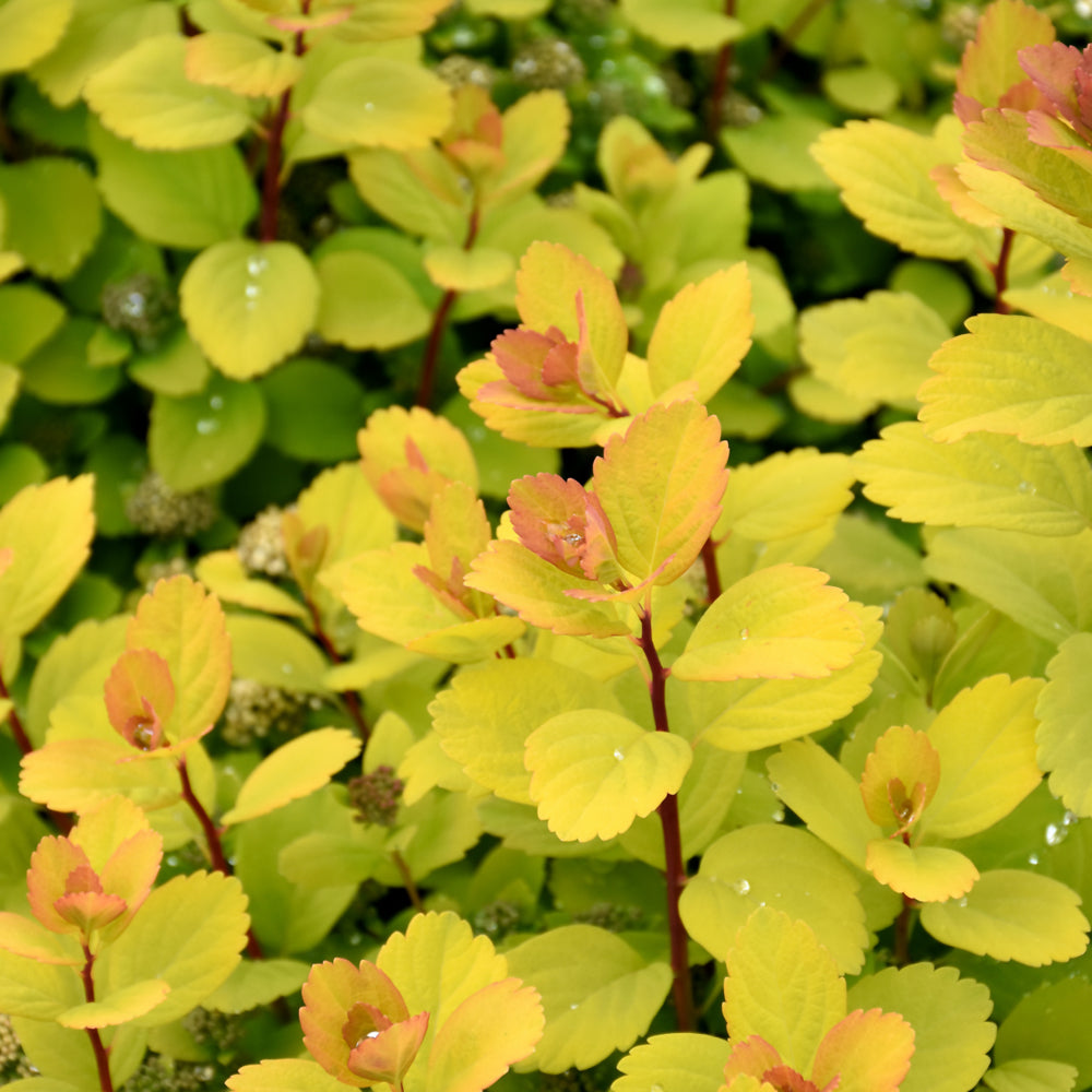 Glow Girl® Birch Leaf Spirea