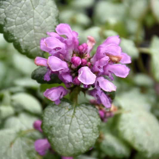 Lamium maculatum 'Red Nancy'