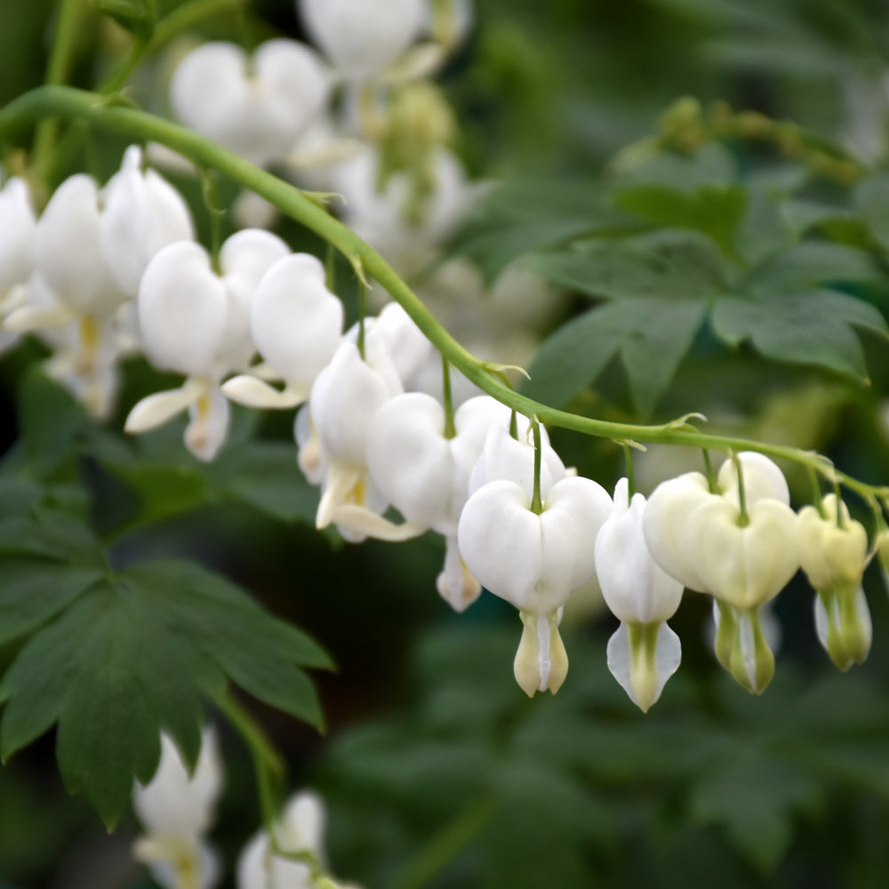 White Bleeding Heart