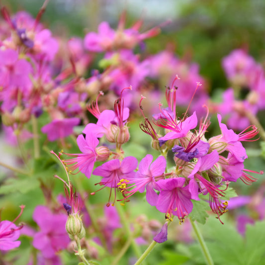 Geranium macrorrhyzum 'Bevan's Variety'