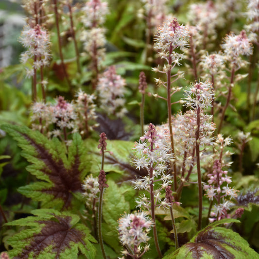 Tiarella 'Sugar And Spice'