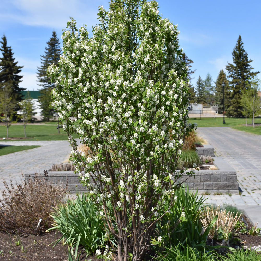 Amelanchier alnifolia 'Obelisk'