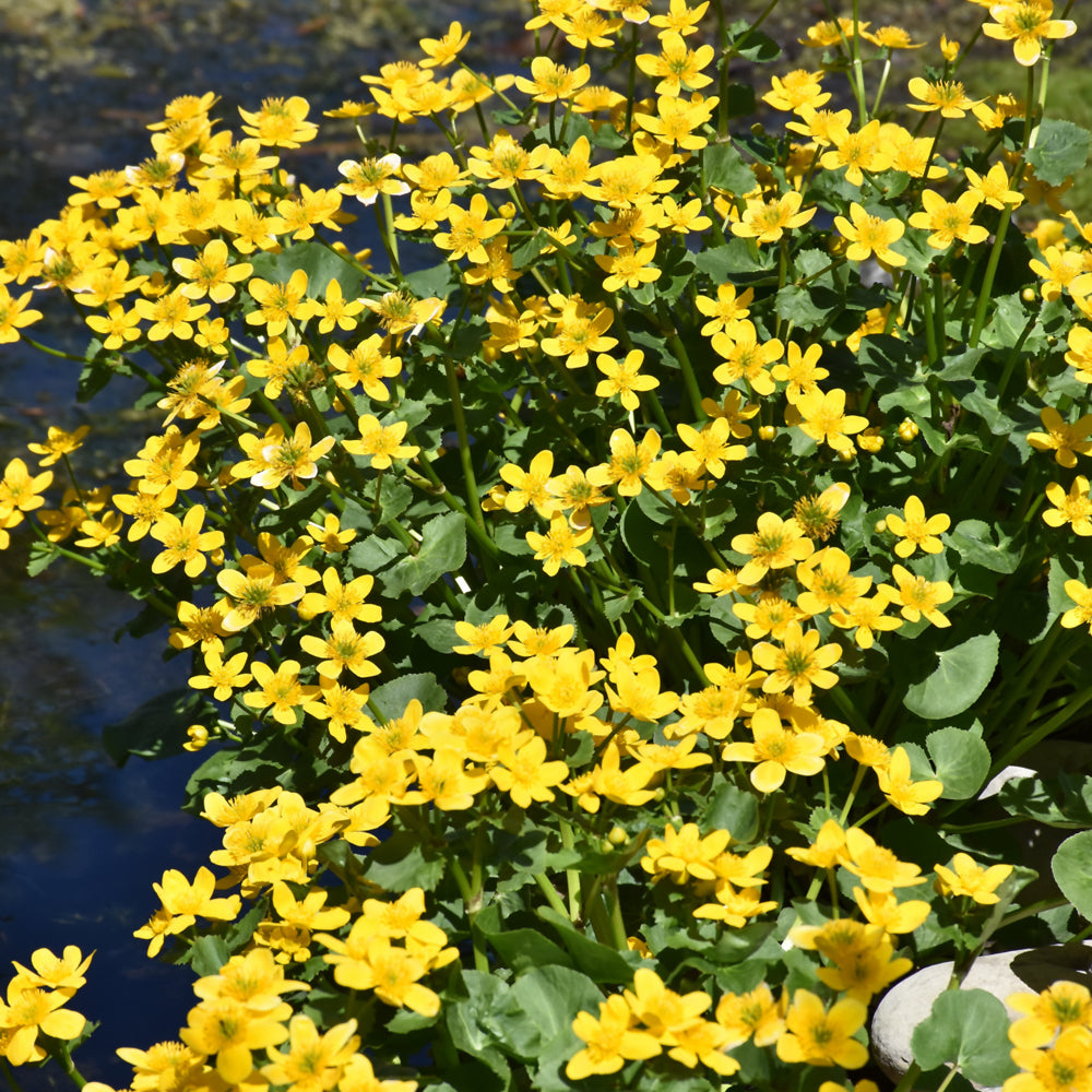 Caltha palustris