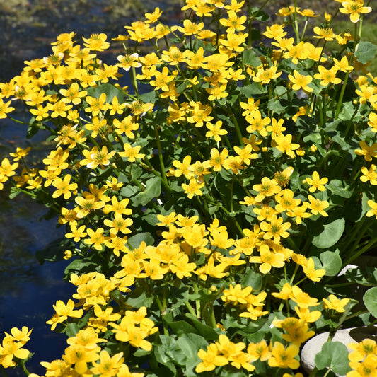 Caltha palustris