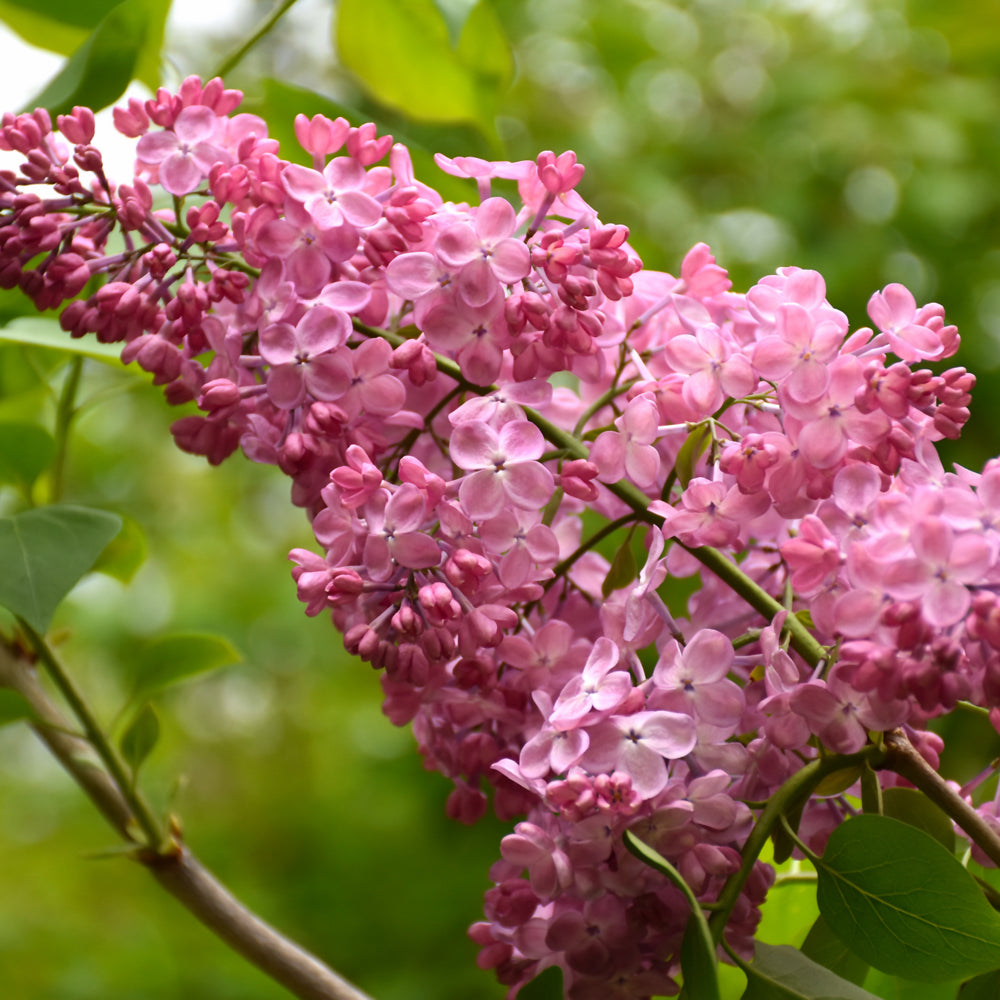 Syringa x hyacinthiflora 'Maiden's Blush'