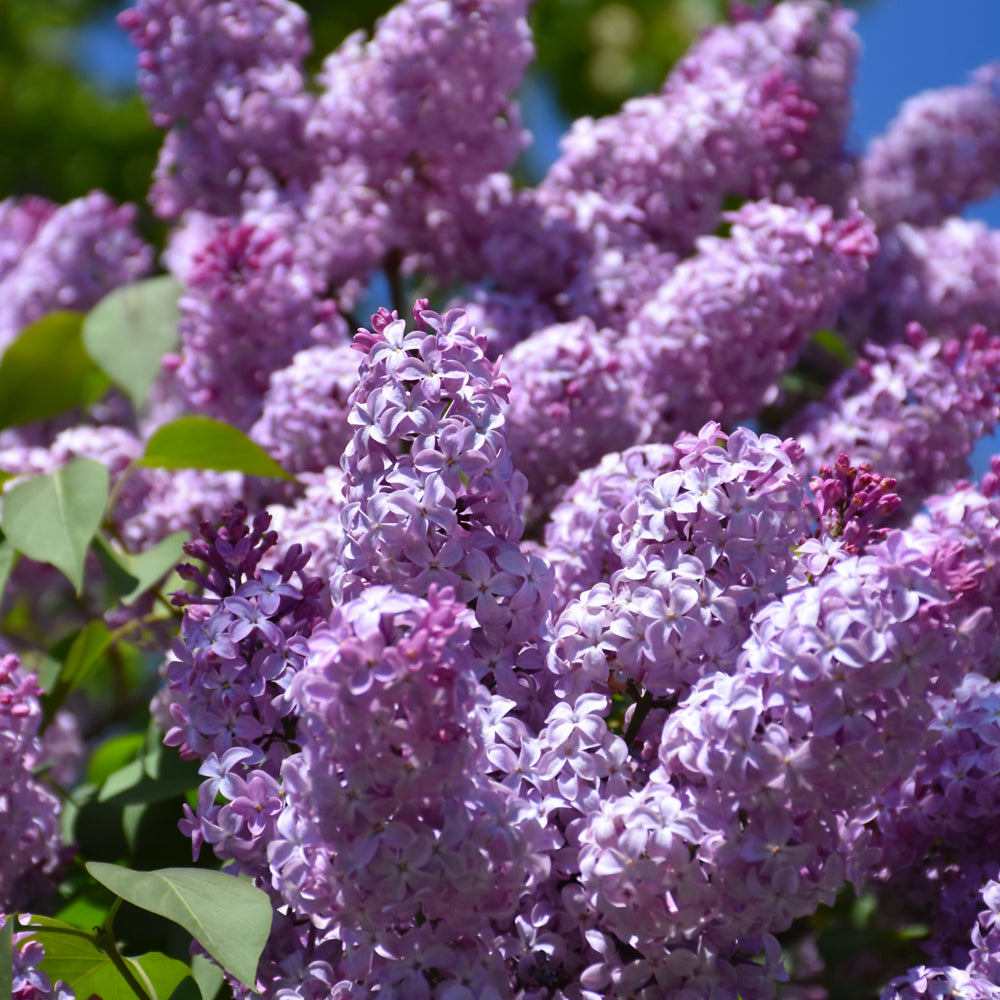 Syringa vulgaris