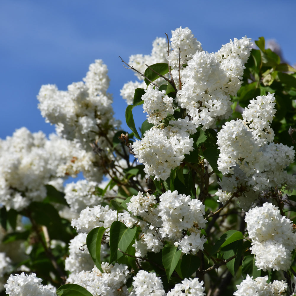 Syringa vulgaris 'Angel White'