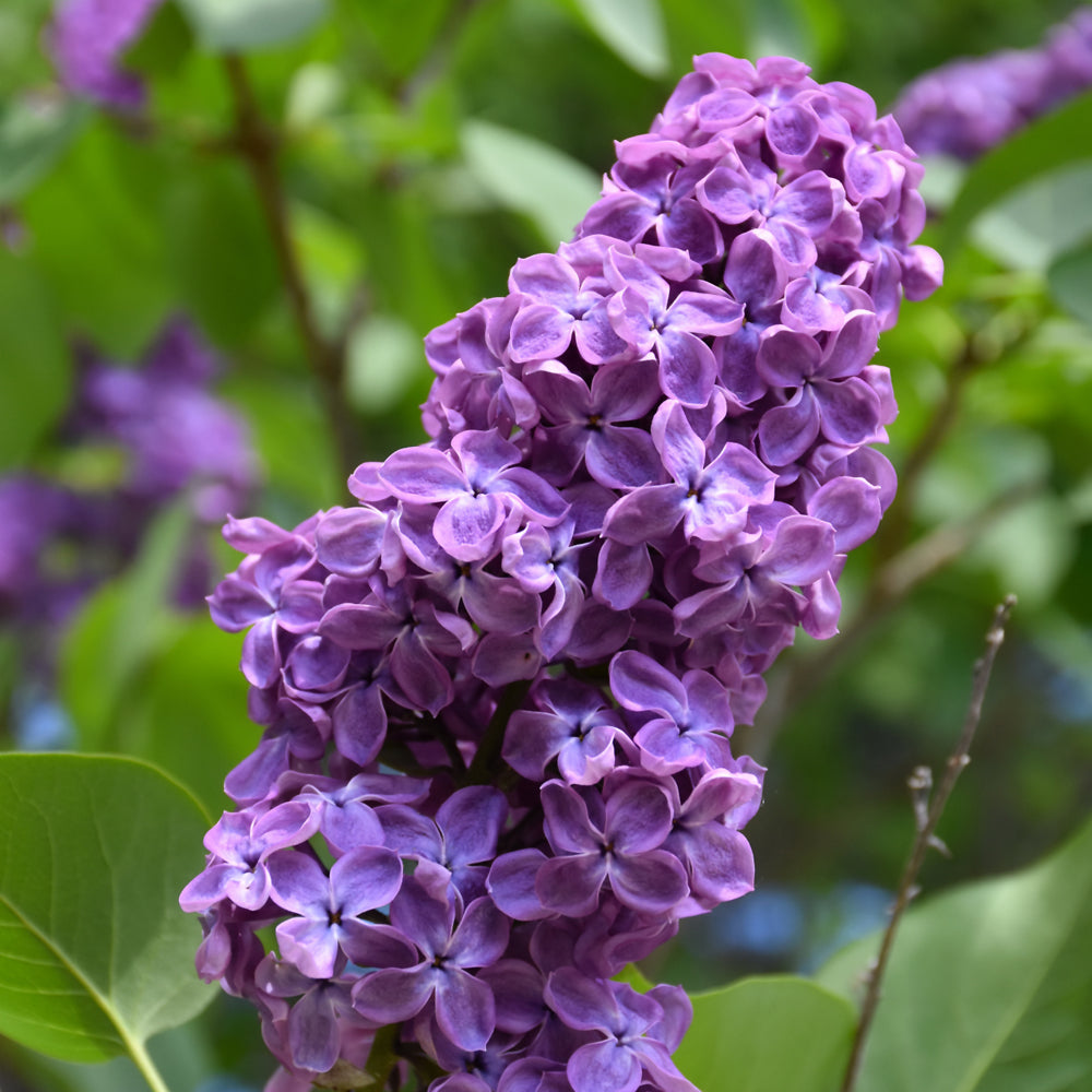 Syringa x hyacinthiflora 'Pocahontas'