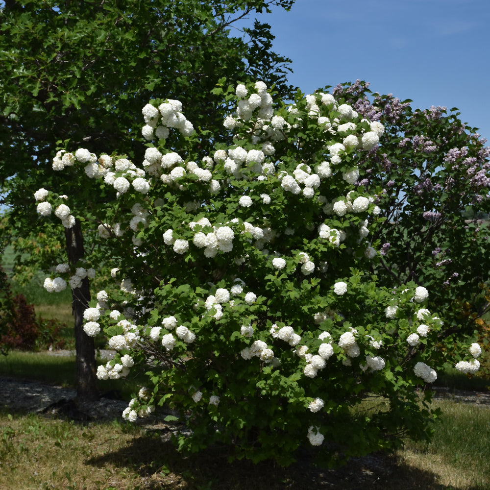 Viburnum opulus 'Roseum'