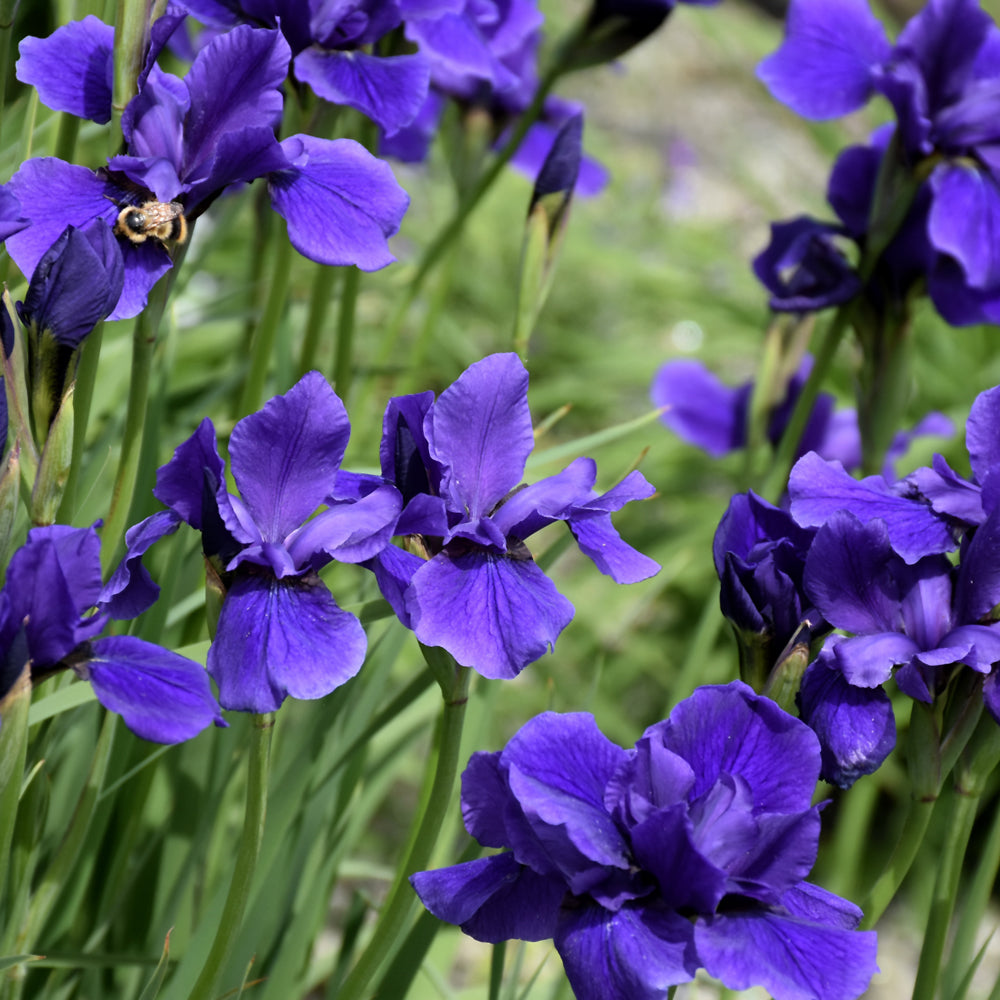 Caesar's Brother Siberian Iris