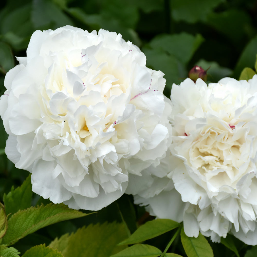 Paeonia 'Duchesse de Nemours'