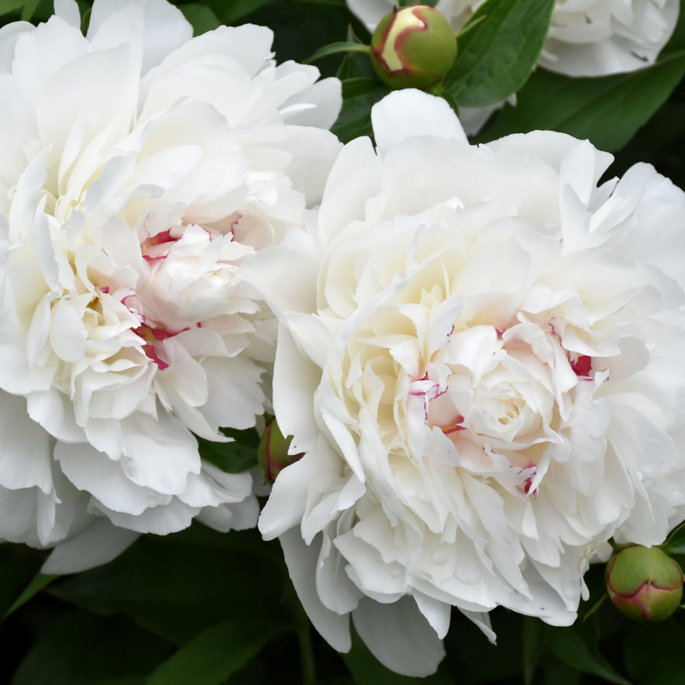 Paeonia 'Festiva Maxima'