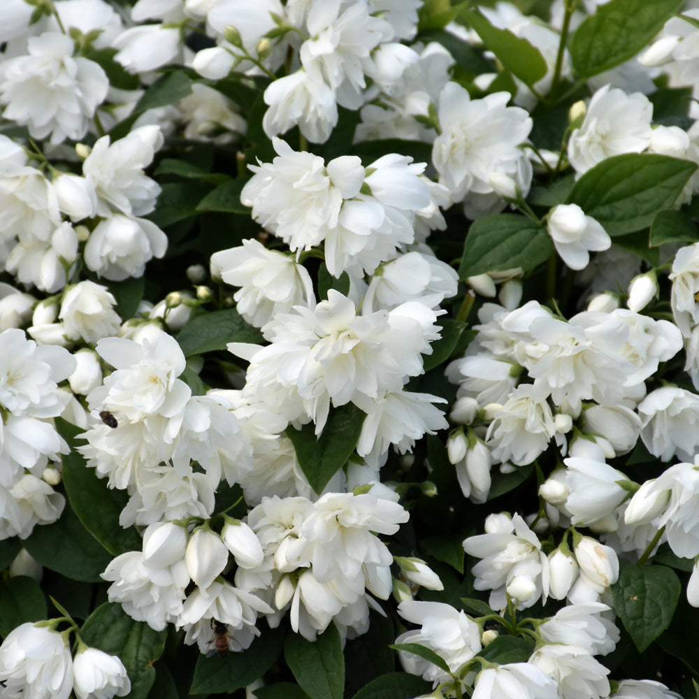 Philadelphus 'Snowbelle'