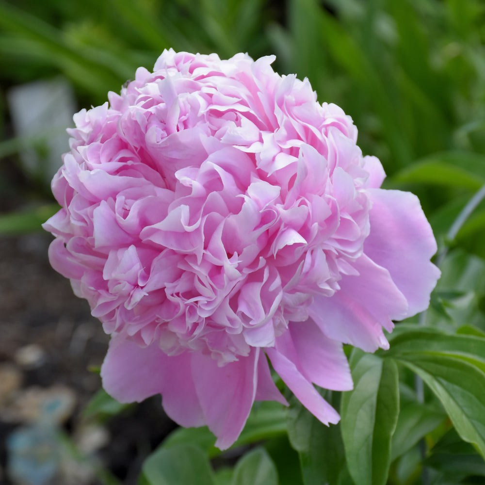 Paeonia 'Sarah Bernhardt'