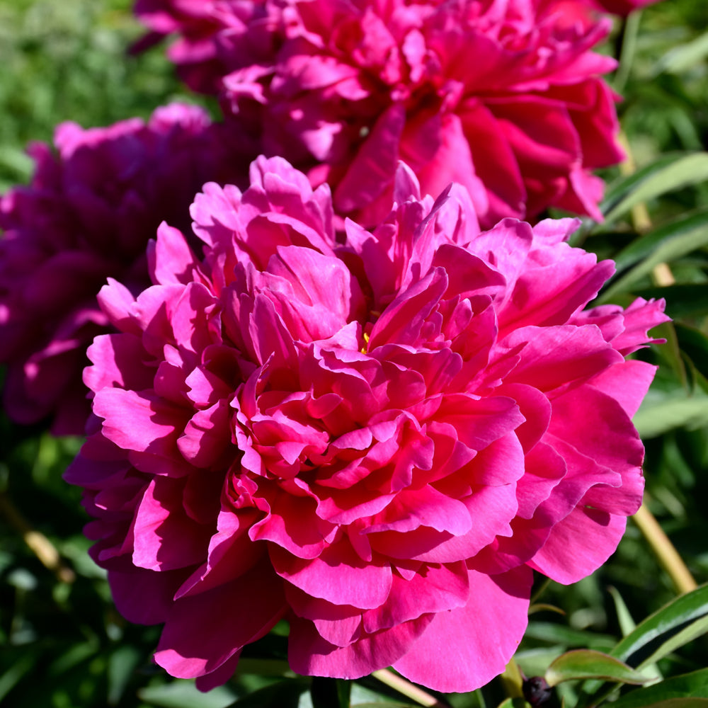 Kansas Peony