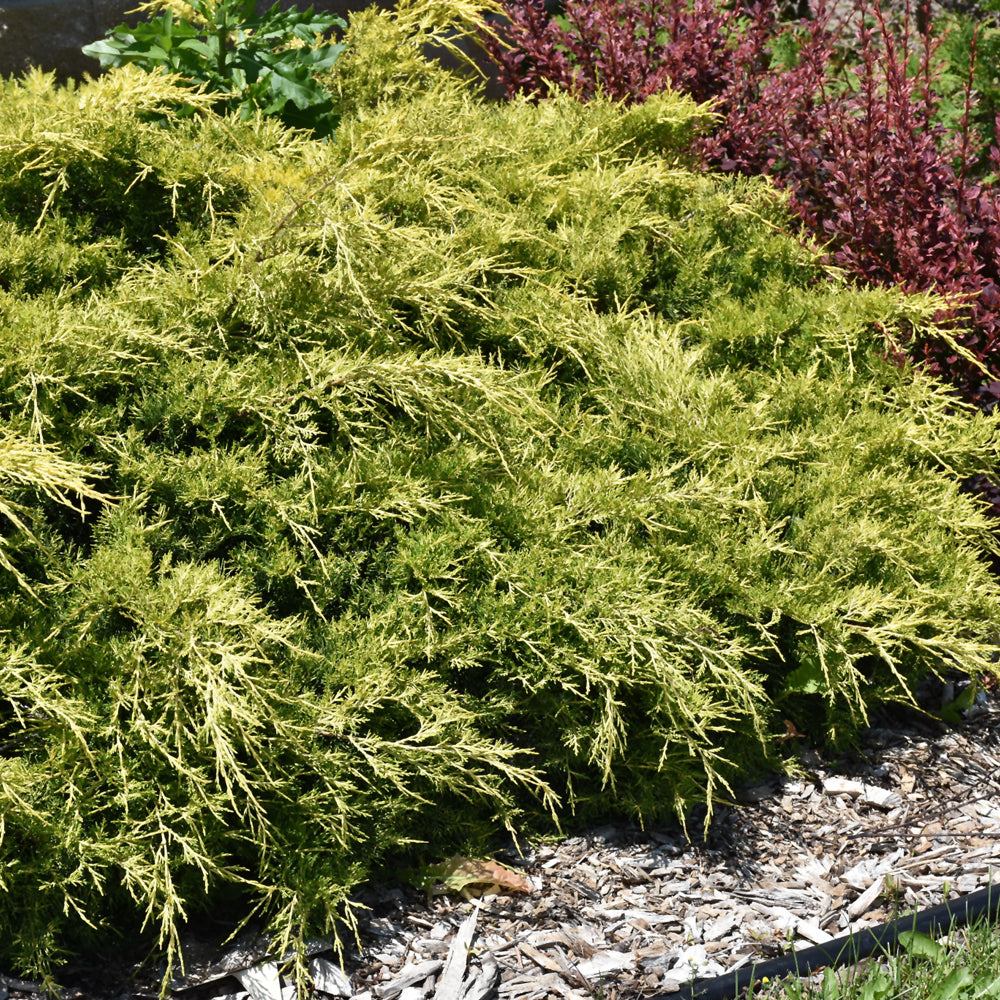 Juniperus x media 'Gold Lace'