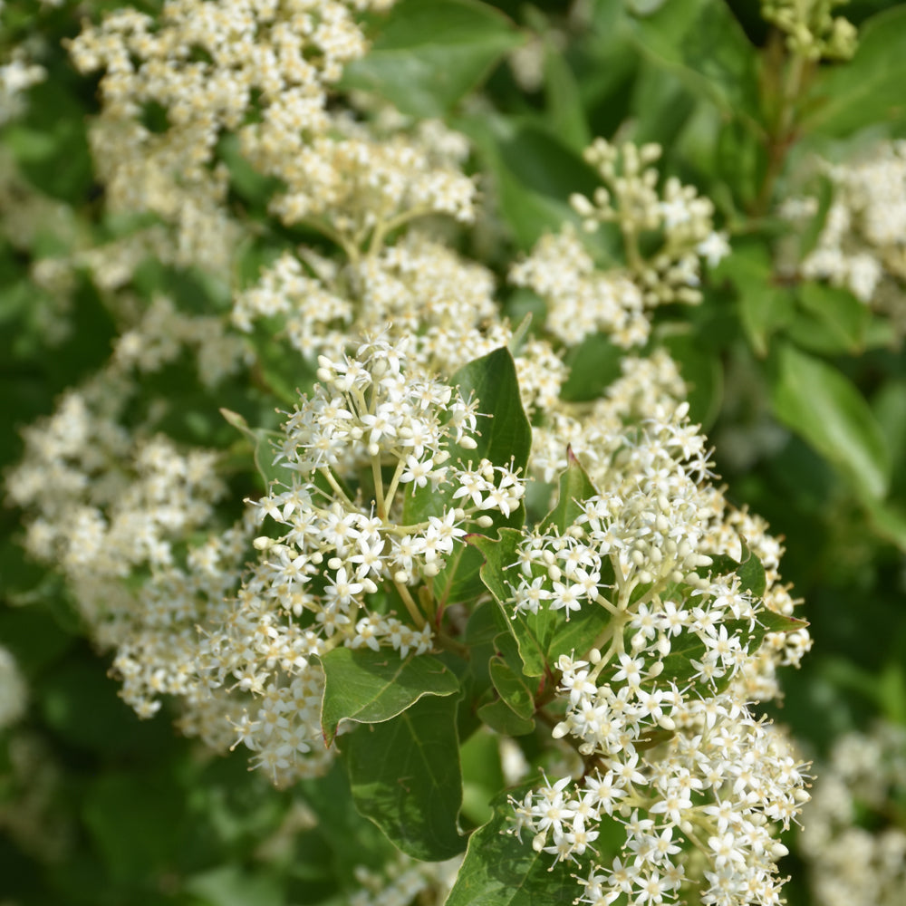 Gray Dogwood