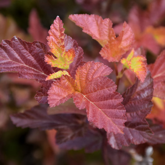 Physocarpus opulifolius 'Center Glow'