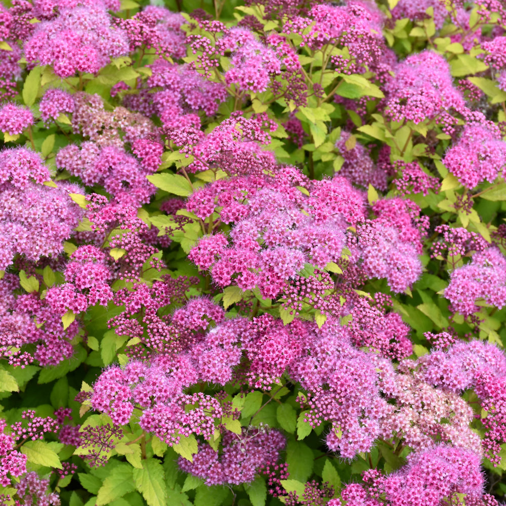 Spiraea x bumalda 'Magic Carpet'