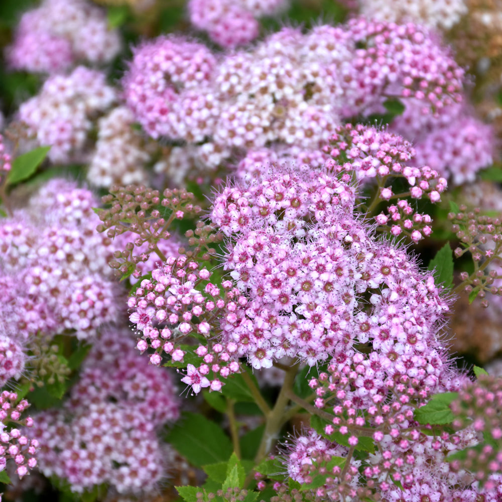 Spiraea japonica 'Little Princess'