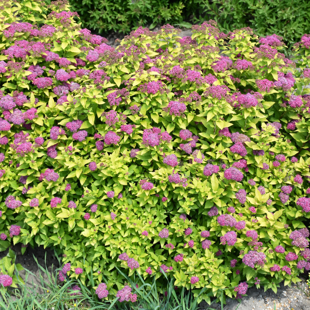 Double Play® Gold Spirea