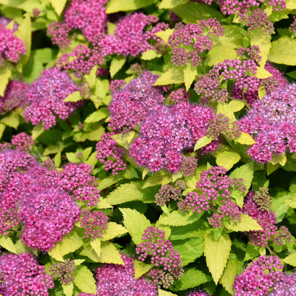 Spiraea japonica 'Yan'