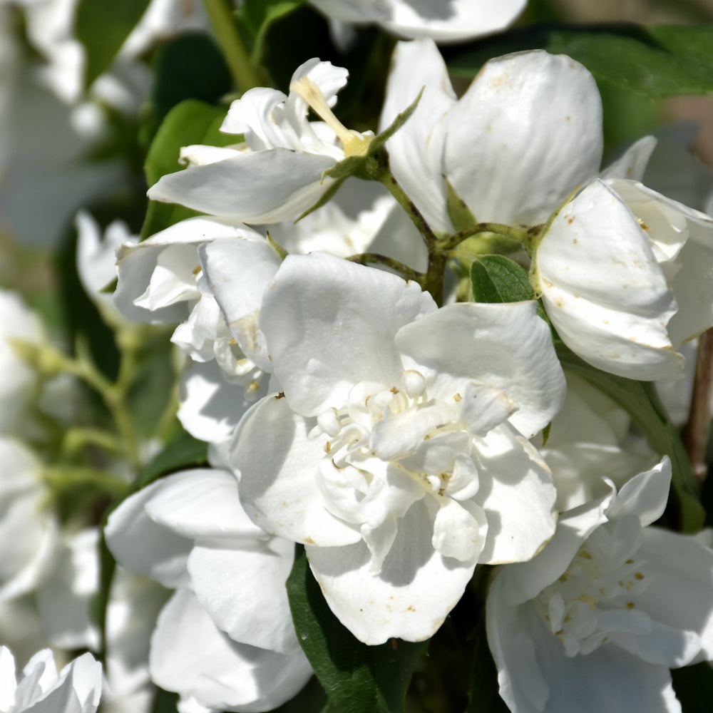 Philadelphus 'Snowwhite Fantasy'