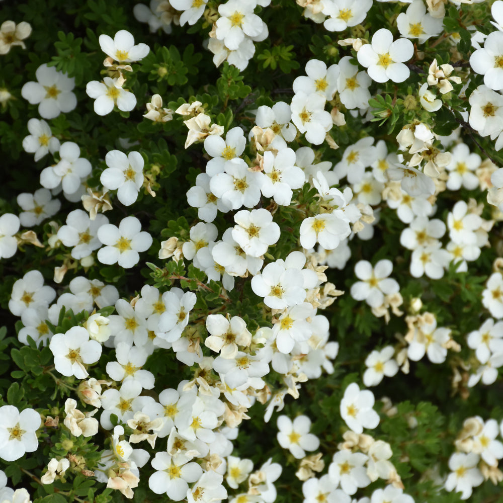 Potentilla fruticosa 'Abbotswood'