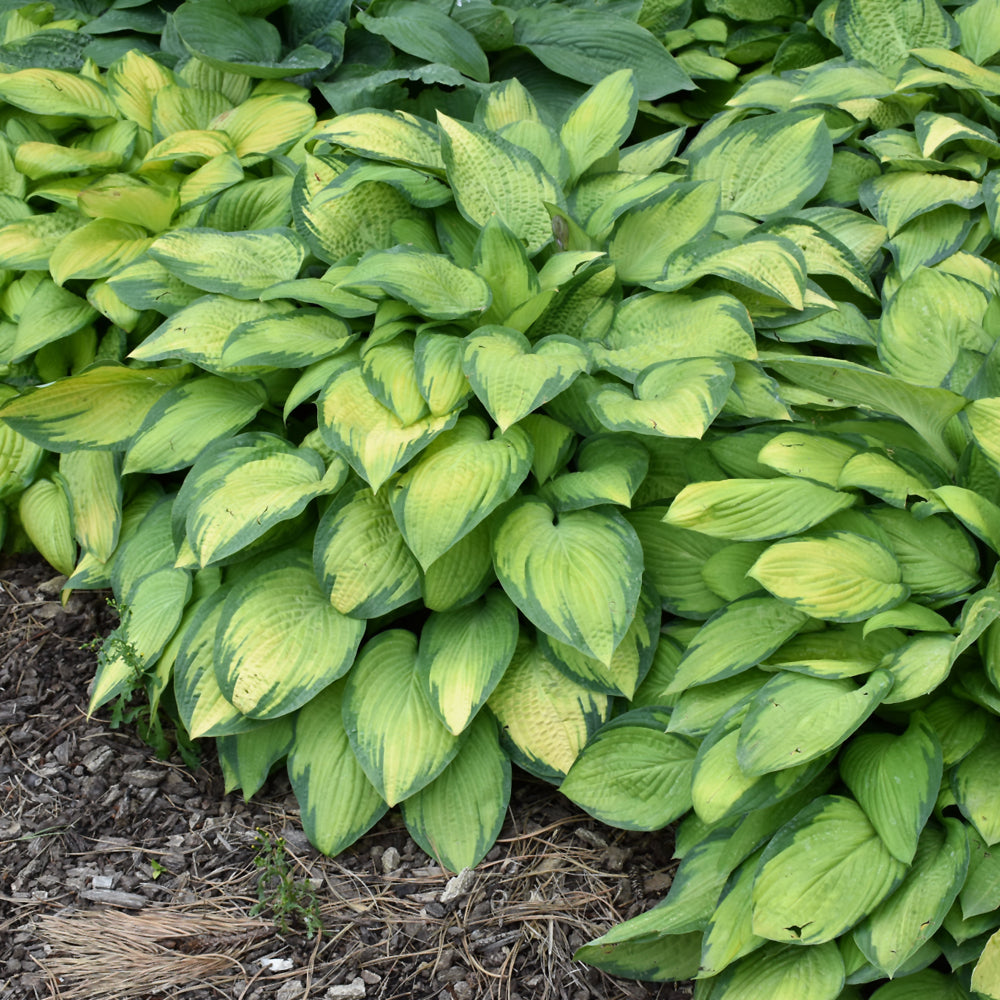 Hosta 'Paul's Glory'