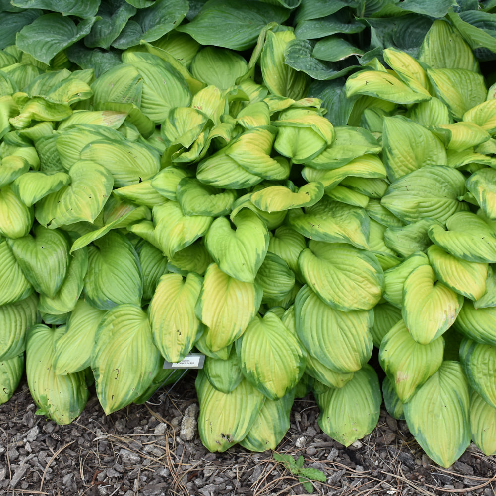 Stained Glass Hosta