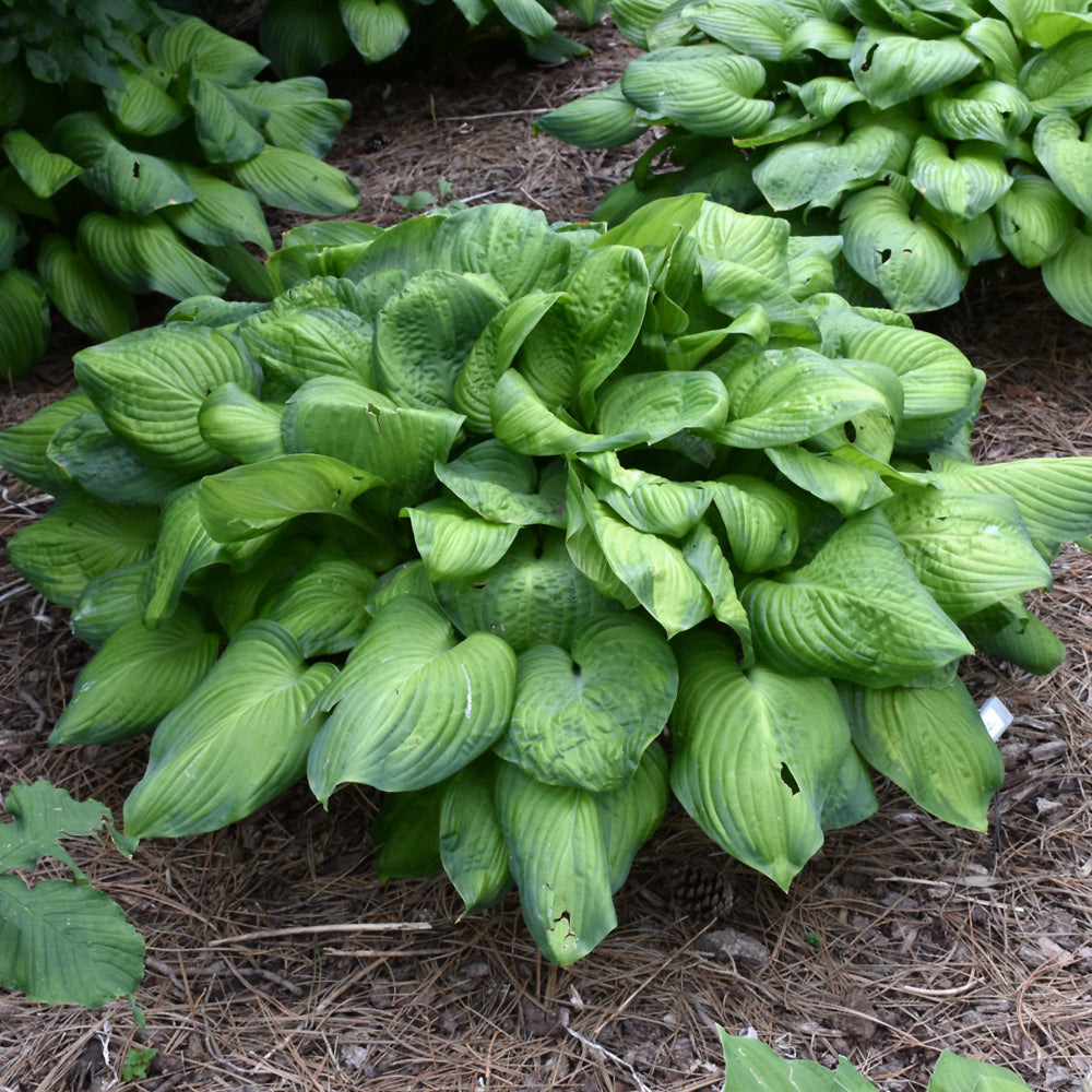 Guacamole Hosta