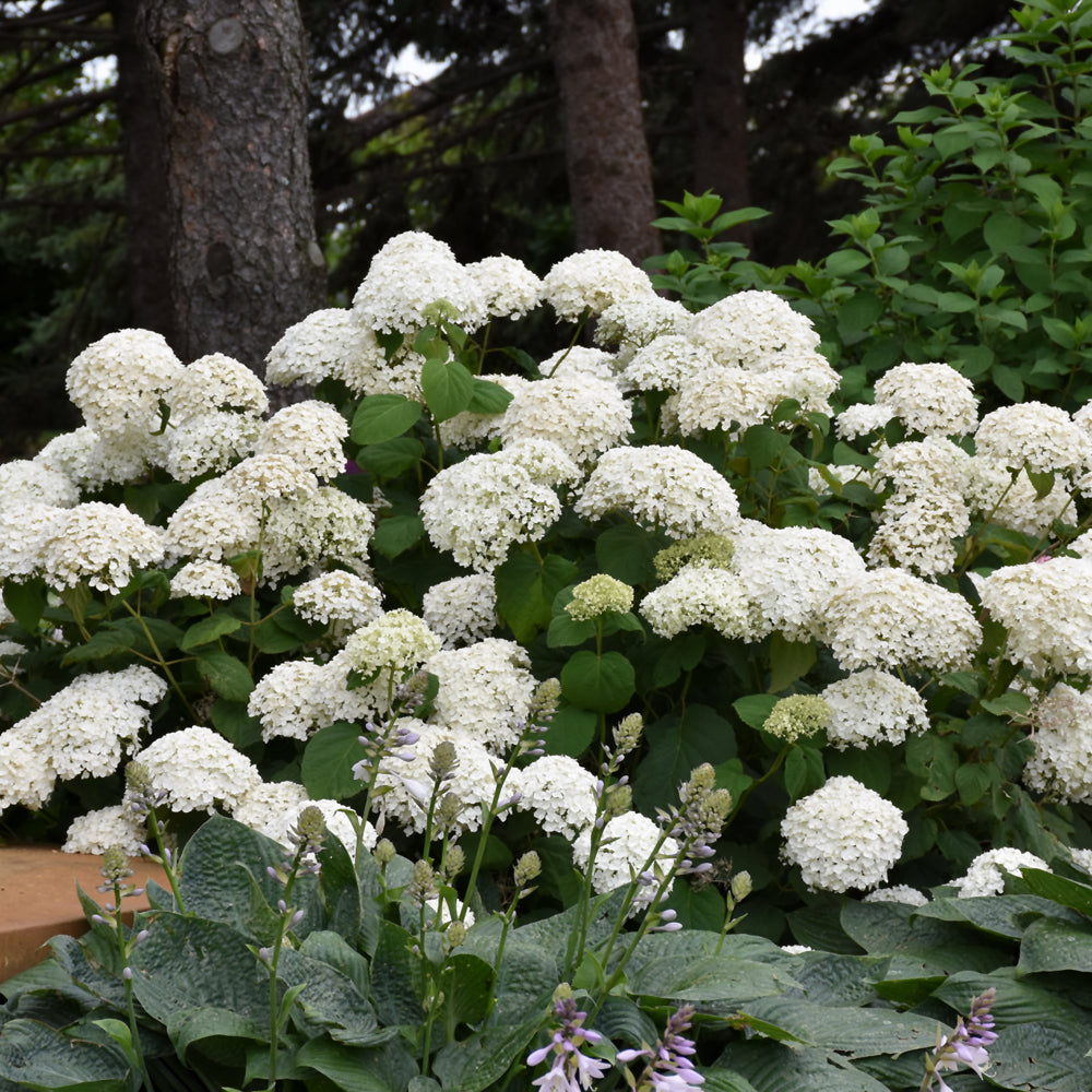 Hydrangea arborescens 'Annabelle'