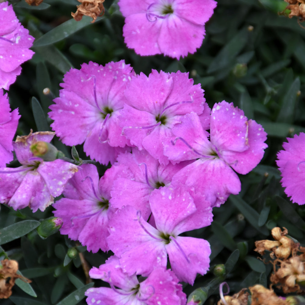 Dianthus 'Paint The Town Fuchsia'