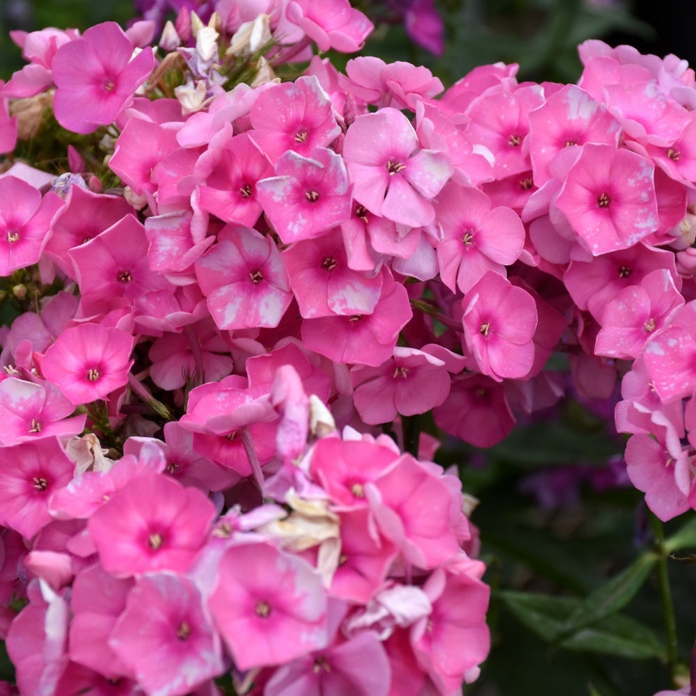 Bubble Gum Pink™ Garden Phlox