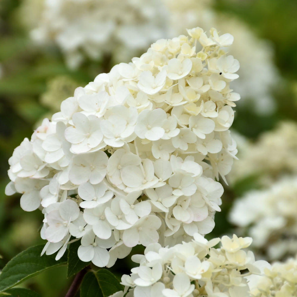 Strawberry Sundae® Hydrangea