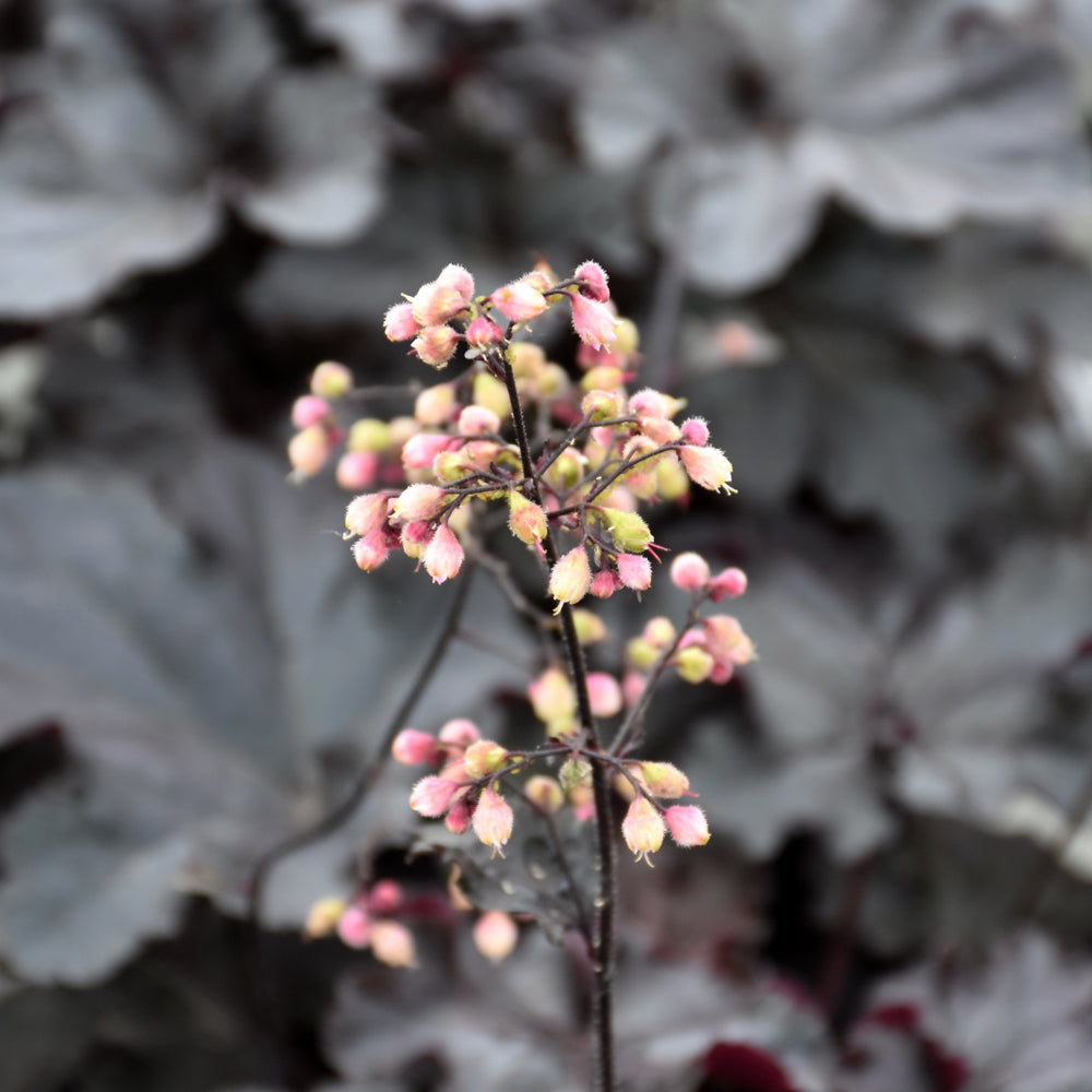 Black Pearl Coral Bells