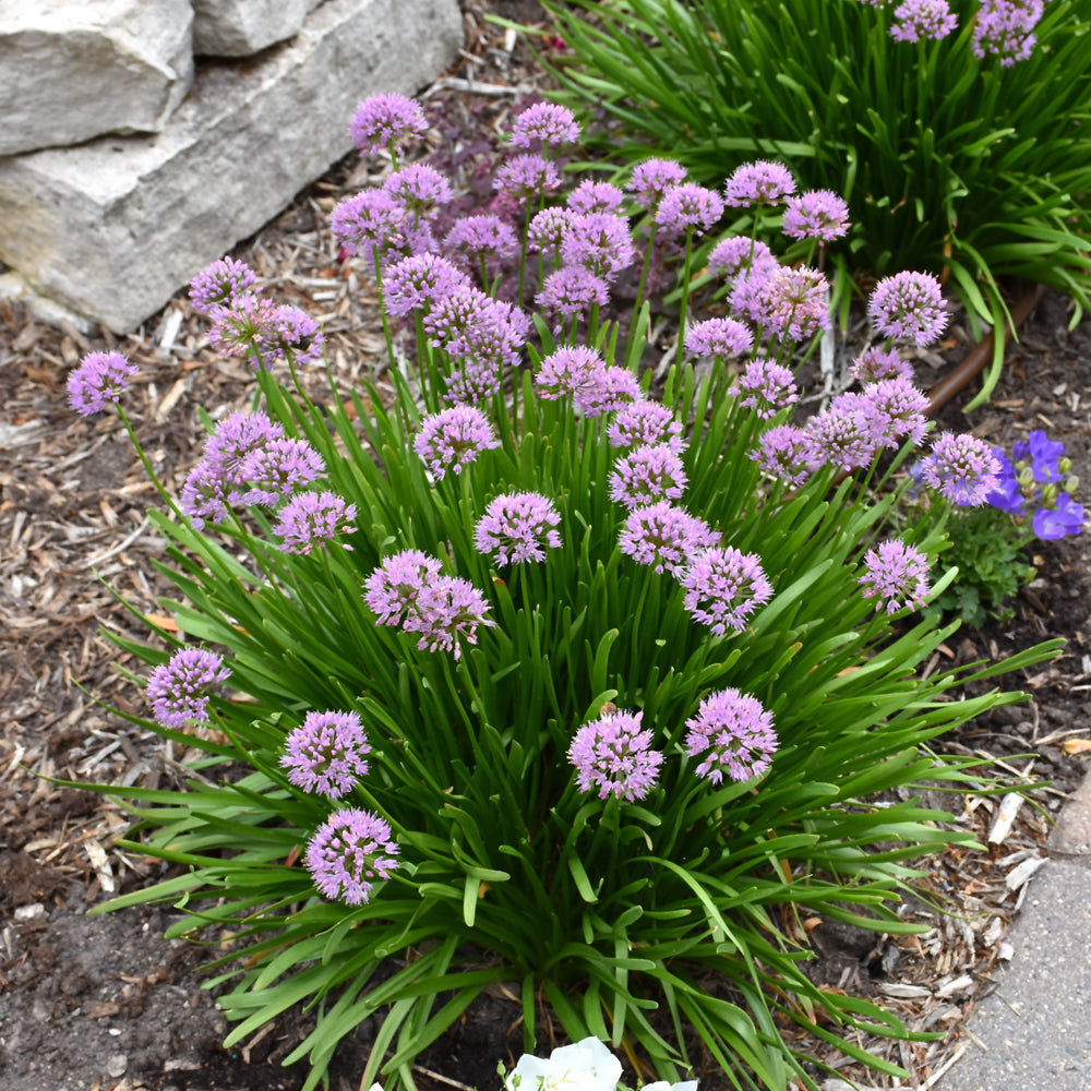 Allium tanguticum 'Summer Beauty'